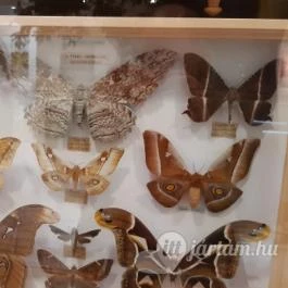 Magyar Természettudományi Múzeum Mátra Múzeuma, Gyöngyös - Belső