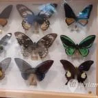 Magyar Természettudományi Múzeum Mátra Múzeuma Gyöngyös - Belső