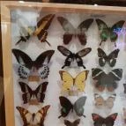 Magyar Természettudományi Múzeum Mátra Múzeuma Gyöngyös - Belső