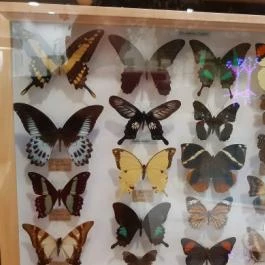 Magyar Természettudományi Múzeum Mátra Múzeuma, Gyöngyös - Belső