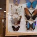 Magyar Természettudományi Múzeum Mátra Múzeuma Gyöngyös - Belső