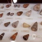 Magyar Természettudományi Múzeum Mátra Múzeuma Gyöngyös - Belső