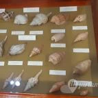 Magyar Természettudományi Múzeum Mátra Múzeuma Gyöngyös - Belső