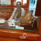 Magyar Természettudományi Múzeum Mátra Múzeuma Gyöngyös - Belső