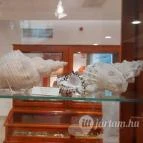 Magyar Természettudományi Múzeum Mátra Múzeuma Gyöngyös - Belső