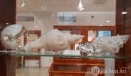 Magyar Természettudományi Múzeum Mátra Múzeuma Gyöngyös - Belső
