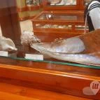 Magyar Természettudományi Múzeum Mátra Múzeuma Gyöngyös - Belső