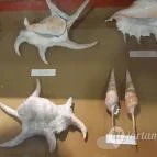 Magyar Természettudományi Múzeum Mátra Múzeuma Gyöngyös - Belső