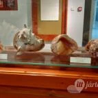 Magyar Természettudományi Múzeum Mátra Múzeuma Gyöngyös - Belső