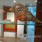 Magyar Természettudományi Múzeum Mátra Múzeuma Gyöngyös - Belső