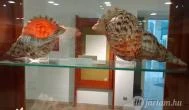 Magyar Természettudományi Múzeum Mátra Múzeuma Gyöngyös - Belső
