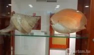 Magyar Természettudományi Múzeum Mátra Múzeuma Gyöngyös - Belső