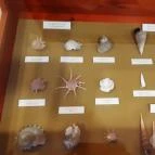 Magyar Természettudományi Múzeum Mátra Múzeuma Gyöngyös - Belső