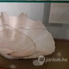 Magyar Természettudományi Múzeum Mátra Múzeuma Gyöngyös - Belső