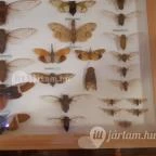 Magyar Természettudományi Múzeum Mátra Múzeuma Gyöngyös - Belső