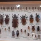 Magyar Természettudományi Múzeum Mátra Múzeuma Gyöngyös - Belső