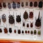 Magyar Természettudományi Múzeum Mátra Múzeuma Gyöngyös - Belső