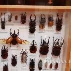 Magyar Természettudományi Múzeum Mátra Múzeuma Gyöngyös - Belső