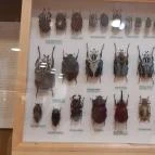 Magyar Természettudományi Múzeum Mátra Múzeuma Gyöngyös - Belső