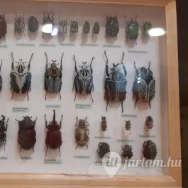 Magyar Természettudományi Múzeum Mátra Múzeuma, Gyöngyös - Belső