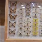 Magyar Természettudományi Múzeum Mátra Múzeuma Gyöngyös - Belső