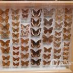 Magyar Természettudományi Múzeum Mátra Múzeuma Gyöngyös - Belső