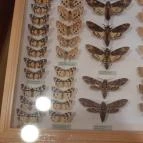 Magyar Természettudományi Múzeum Mátra Múzeuma Gyöngyös - Belső