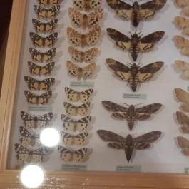 Magyar Természettudományi Múzeum Mátra Múzeuma, Gyöngyös - Belső