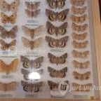 Magyar Természettudományi Múzeum Mátra Múzeuma Gyöngyös - Belső