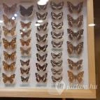 Magyar Természettudományi Múzeum Mátra Múzeuma Gyöngyös - Belső