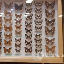 Magyar Természettudományi Múzeum Mátra Múzeuma, Gyöngyös - Belső