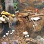 Magyar Természettudományi Múzeum Mátra Múzeuma Gyöngyös - Belső