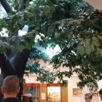 Magyar Természettudományi Múzeum Mátra Múzeuma Gyöngyös - Belső