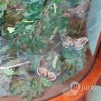 Magyar Természettudományi Múzeum Mátra Múzeuma Gyöngyös - Belső