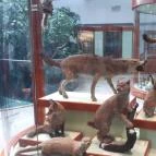 Magyar Természettudományi Múzeum Mátra Múzeuma Gyöngyös - Belső