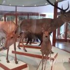 Magyar Természettudományi Múzeum Mátra Múzeuma Gyöngyös - Belső