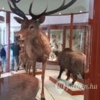 Magyar Természettudományi Múzeum Mátra Múzeuma Gyöngyös - Belső