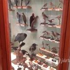 Magyar Természettudományi Múzeum Mátra Múzeuma Gyöngyös - Belső