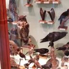 Magyar Természettudományi Múzeum Mátra Múzeuma Gyöngyös - Belső