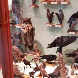 Magyar Természettudományi Múzeum Mátra Múzeuma, Gyöngyös - Belső