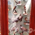 Magyar Természettudományi Múzeum Mátra Múzeuma Gyöngyös - Belső