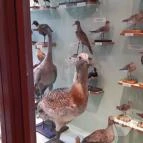 Magyar Természettudományi Múzeum Mátra Múzeuma Gyöngyös - Belső