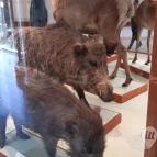 Magyar Természettudományi Múzeum Mátra Múzeuma Gyöngyös - Belső