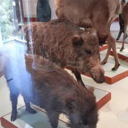 Magyar Természettudományi Múzeum Mátra Múzeuma, Gyöngyös - Belső