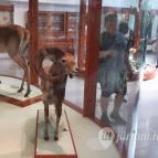 Magyar Természettudományi Múzeum Mátra Múzeuma Gyöngyös - Belső