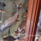 Magyar Természettudományi Múzeum Mátra Múzeuma Gyöngyös - Belső