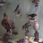 Magyar Természettudományi Múzeum Mátra Múzeuma Gyöngyös - Belső