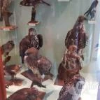 Magyar Természettudományi Múzeum Mátra Múzeuma Gyöngyös - Belső