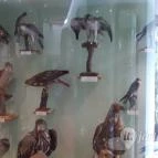 Magyar Természettudományi Múzeum Mátra Múzeuma Gyöngyös - Belső