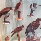 Magyar Természettudományi Múzeum Mátra Múzeuma Gyöngyös - Belső